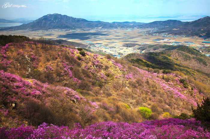 이미지